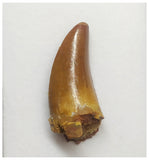 T66 - Gem Grade Orange Carcharodontosaurus Dinosaur Tooth - Cretaceous KemKem