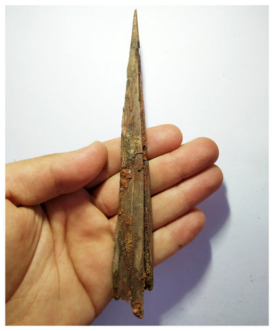 G81 - Exceedingly Rare 6.45 Inch Cretaceous Azhdarchid Pterosaur Dentary Bone