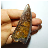 G92 - Gem Grade 3.18 Inch Carcharodontosaurus Dinosaur Tooth - Cretaceous KemKem