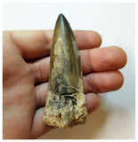 H45 - Huge Sarcosuchus imperator Crocodile Tooth Lower Cretaceous Elrhaz Fm