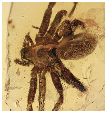 J52 - SPIDER Araneae Fossil Inclusion Genuine BALTIC AMBER + HQ Picture