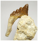 T107 - Nice 2.63 Inch Basilosaurus (Whale Ancestor) Molar Rooted Tooth in Matrix