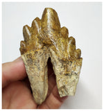 T60 - Rare Huge 3.30 Inch Basilosaurus (Whale Ancestor) Molar Rooted Tooth