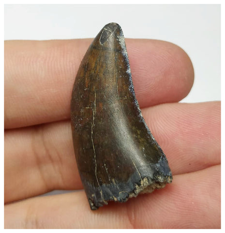 T3- Nicely Serrated Eocarcharia dinops Dinosaur Tooth - Cretaceous Elrhaz Fm Tenere Desert
