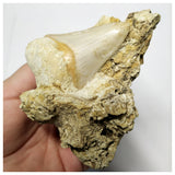 T126 - Finest Quality Serrated 2.55'' Megalodon Tooth in Matrix Indonesia Location