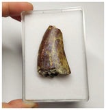 T8 - Top Rare Eocarcharia dinops Dinosaur Tooth - Cretaceous Elrhaz Fm