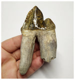 T140 - Rare Huge 3.93 Inch Basilosaurus (Whale Ancestor) Molar Rooted Tooth