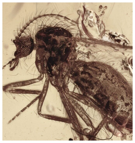 J54 - Nice BITING MIDGE Ceratopogonidae Fossil Genuine BALTIC AMBER + HQ Picture
