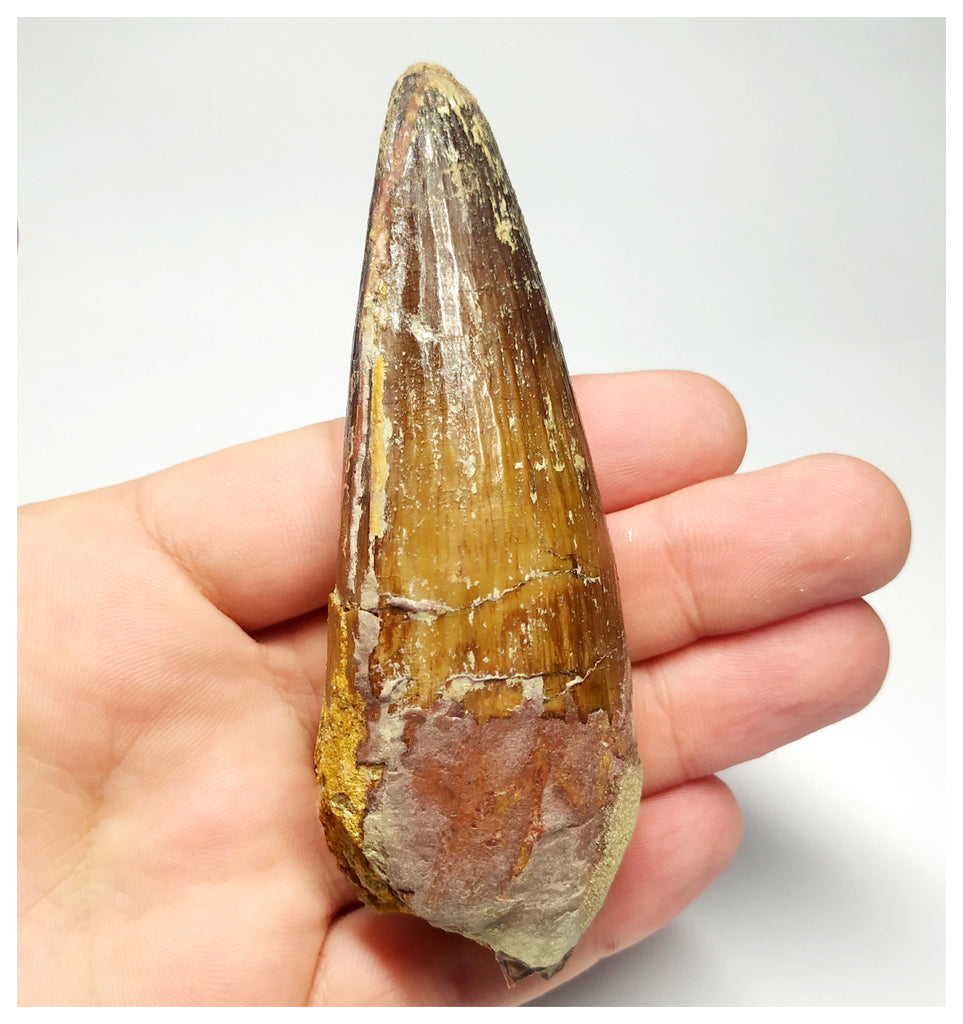 T97 - Huge 3.70 Inch Spinosaurus Dinosaur Tooth Upper Cretaceous KemKem Beds