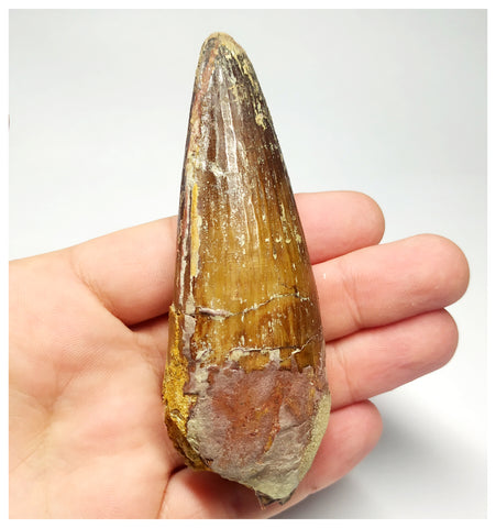 T97 - Huge 3.70 Inch Spinosaurus Dinosaur Tooth Upper Cretaceous KemKem Beds