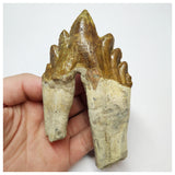 T58 - Rare Huge 4.44 Inch Basilosaurus (Whale Ancestor) Molar Rooted Tooth