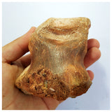 G77- Museum Grade 3.93'' Rare Rebbachisaurid Sauropod Dinosaur Phalanx Toe Bone