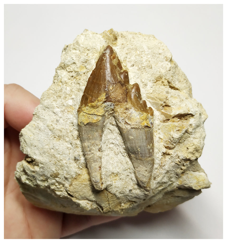 T144 - Nice 2.51 Inch Basilosaurus (Whale Ancestor) Molar Rooted Tooth in Matrix