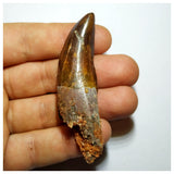 G94 - Gem Grade Rooted Carcharodontosaurus Dinosaur Tooth - Cretaceous KemKem