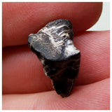 S54 - Ouranosaurus nigeriensis Basal Hadrosaur Dinosaur Tooth Cretaceous Elrhaz Fm