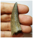 H5 - Rare Eocarcharia dinops Carcharodontosaurid Dinosaur Tooth - Elrhaz Fm