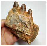 J59 - Top Rare Hamadasuchus Cretaceous Crocodile Partial Maxillary KemKem Beds