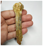 J61 - Top Rare 3.74 Inch Cretaceous Azhdarchid Pterosaur Metacarpal Bone KemKem