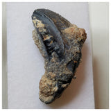 S34 - Ouranosaurus nigeriensis Basal Hadrosaur Dinosaur Rooted Tooth Cretaceous Elrhaz Fm