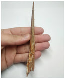 T71 - Exceedingly Rare 5.70 Inch Alanqa saharica Cretaceous Azhdarchid Pterosaur Dentary Bone