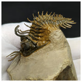 11021 - Museum Grade Trident 2.04'' Walliserops trifurcatus Devonian Trilobite