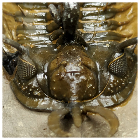 11021 - Museum Grade Trident 2.04'' Walliserops trifurcatus Devonian Trilobite