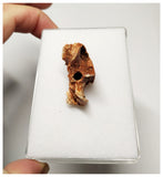 SJ312 - Exceedingly Rare Undescribed Cretaceous Tiny Turtle Partial Skull KemKem