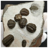 11022 - Amazing Cluster of 6 Austerops + Lichid + Proetid Middle Devonian Trilobites