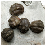 11022 - Amazing Cluster of 6 Austerops + Lichid + Proetid Middle Devonian Trilobites