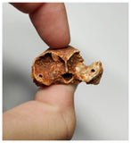 SJ312 - Exceedingly Rare Undescribed Cretaceous Tiny Turtle Partial Skull KemKem