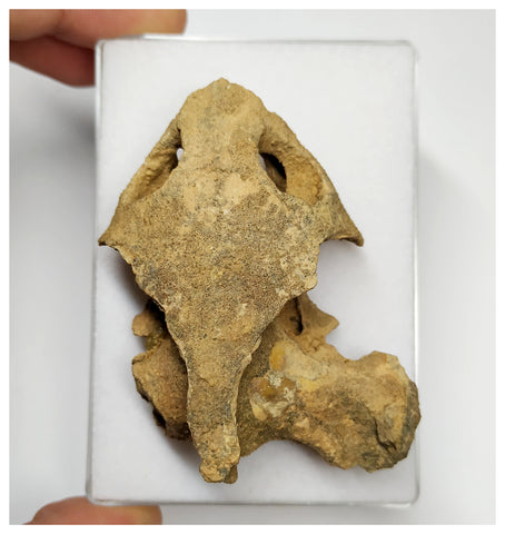 J60- Exceedingly Rare Undescribed Cretaceous Turtle Almost Complete Skull KemKem