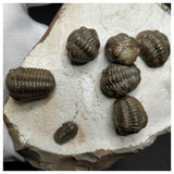 11022 - Amazing Cluster of 6 Austerops + Lichid + Proetid Middle Devonian Trilobites