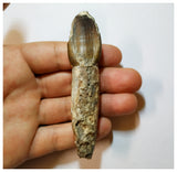 H18 - Fully Rooted 3.54'' Jobaria Sauropod Dinosaur Tooth Jurassic Tiouraren Fm