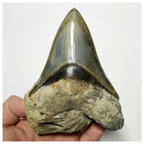 T124 - Finest Quality Serrated 4.80'' Megalodon Tooth in Matrix Indonesia Location