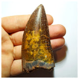 G92 - Gem Grade 3.18 Inch Carcharodontosaurus Dinosaur Tooth - Cretaceous KemKem