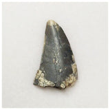 S21 - Rare Afrovenator abakensis Megalosaurid Dinosaur Tooth Jurassic Tiouraren Fm