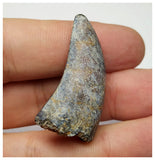 T3- Nicely Serrated Eocarcharia dinops Dinosaur Tooth - Cretaceous Elrhaz Fm Tenere Desert