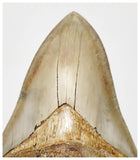 T129 - Insane Huge Serrated 5.51'' Megalodon Tooth from Rare Indonesia Location