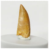 Z28 - Finest Grade 1.14 Inch Abelisaurid Dinosaur Tooth Upper Cretaceous KemKem