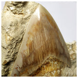 T117 - Finest Quality Serrated 4.44'' Megalodon Tooth in Matrix Indonesia Location