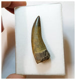 H38 - Rare Suchomimus tenerensis Dinosaur Tooth Lower Cretaceous Elrhaz Fm