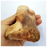 G77- Museum Grade 3.93'' Rare Rebbachisaurid Sauropod Dinosaur Phalanx Toe Bone