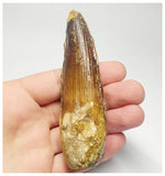 T97 - Huge 3.70 Inch Spinosaurus Dinosaur Tooth Upper Cretaceous KemKem Beds