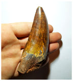 G93 - Gem Grade 3.66 Inch Carcharodontosaurus Dinosaur Tooth - Cretaceous KemKem
