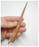 T71 - Exceedingly Rare 5.70 Inch Alanqa saharica Cretaceous Azhdarchid Pterosaur Dentary Bone