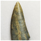 S19 - Rare Afrovenator abakensis Megalosaurid Dinosaur Tooth Jurassic Tiouraren Fm