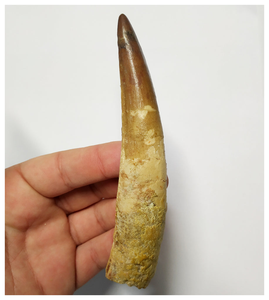 T138 - Impressive Huge 5 Inch Spinosaurus Dinosaur Tooth Cretaceous KemKem Beds