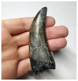 T1 - Museum Grade Eocarcharia dinops Dinosaur Tooth - Cretaceous Elrhaz Fm Tenere Desert