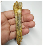 J61 - Top Rare 3.74 Inch Cretaceous Azhdarchid Pterosaur Metacarpal Bone KemKem