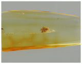 J46 - Nice SPIDER Araneae Fossil Inclusion Genuine BALTIC AMBER + HQ Picture